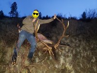 Elk 01 - Copy.jpg