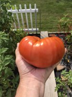 Tomatoe 1.jpg