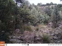 mountain-lion-stalking-elk-rio-mora-trail-cam-10-2019-usfws-6.jpeg