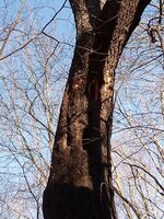 woodpecker tree.jpg