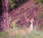 Upper Wheeler Buck, 7-7-22.JPG