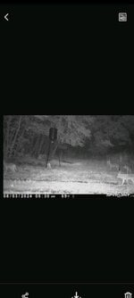 coyotes at feeder.jpg