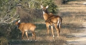 nilgai.JPG