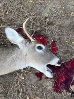 deer1.JPG