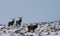 Loch Choire 276.jpg