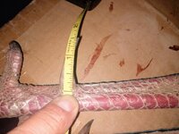 IMG_20200426_163453908.jpg