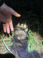 IMG_3264.jpeg