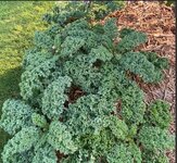 kale.JPG