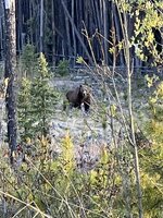 Grizzly 2025 05 22 (Red Willow).jpeg