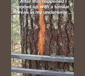 treestand.png