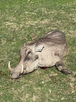 IMG_2137.jpeg