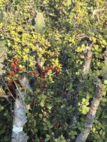 IMG_2182.jpeg