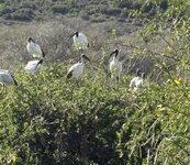 IMG_2230.jpeg