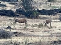 IMG_9812.jpeg