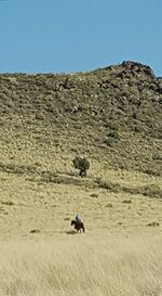 IMG_0015.jpeg