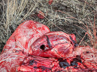 Hornady-ELD-X-Elk-Hunt-Elk-Heart-768x576.jpg