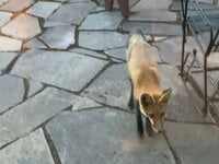 IMG_0090.jpeg