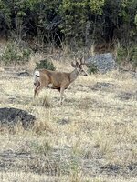 IMG_9850.jpeg