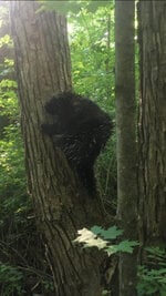 IMG_5231.jpeg