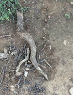 IMG_2543.jpeg