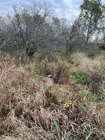 IMG_6264.jpeg