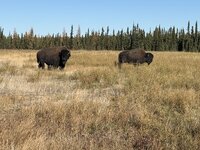 Bison Bulls Oct 10 2025.jpg