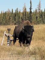 Bison Bull Oct 10 2025.jpg
