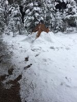 wapaloosie morning snow - 1.jpeg
