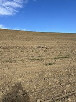 IMG_4325.jpeg