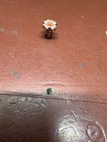 IMG_6323.jpeg
