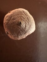 IMG_6319.jpeg