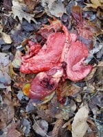 heartshot.jpg heartshot.jpg