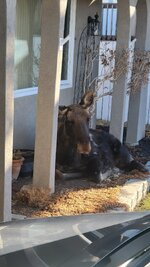 Moose 2024 03 16.jpg Moose 2024 03 16.jpg