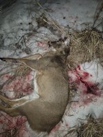 First Deer 2.jpg