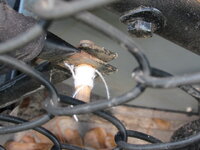 oakPin1.JPG oakPin1.JPG