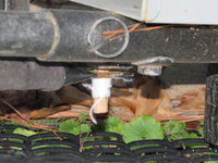 oakPin2.JPG oakPin2.JPG