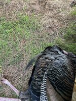IMG_5011.jpeg
