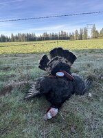 IMG_5038.jpeg