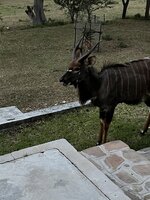 IMG_0500.jpeg