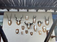 IMG_3113.jpeg
