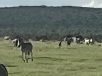 IMG_3075.jpeg