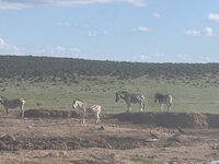 IMG_3071.jpeg