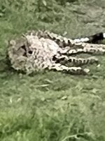 IMG_3196.jpeg