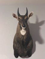 nilgai.JPG