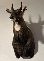 nilgai1.JPG