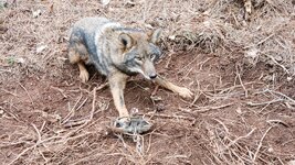 coyote.jpeg