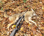 Yote.jpg