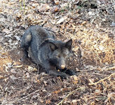Black yote.jpg