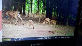 Fawns.jpg