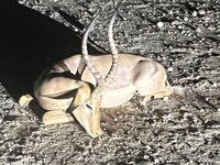 IMG_2832.jpeg